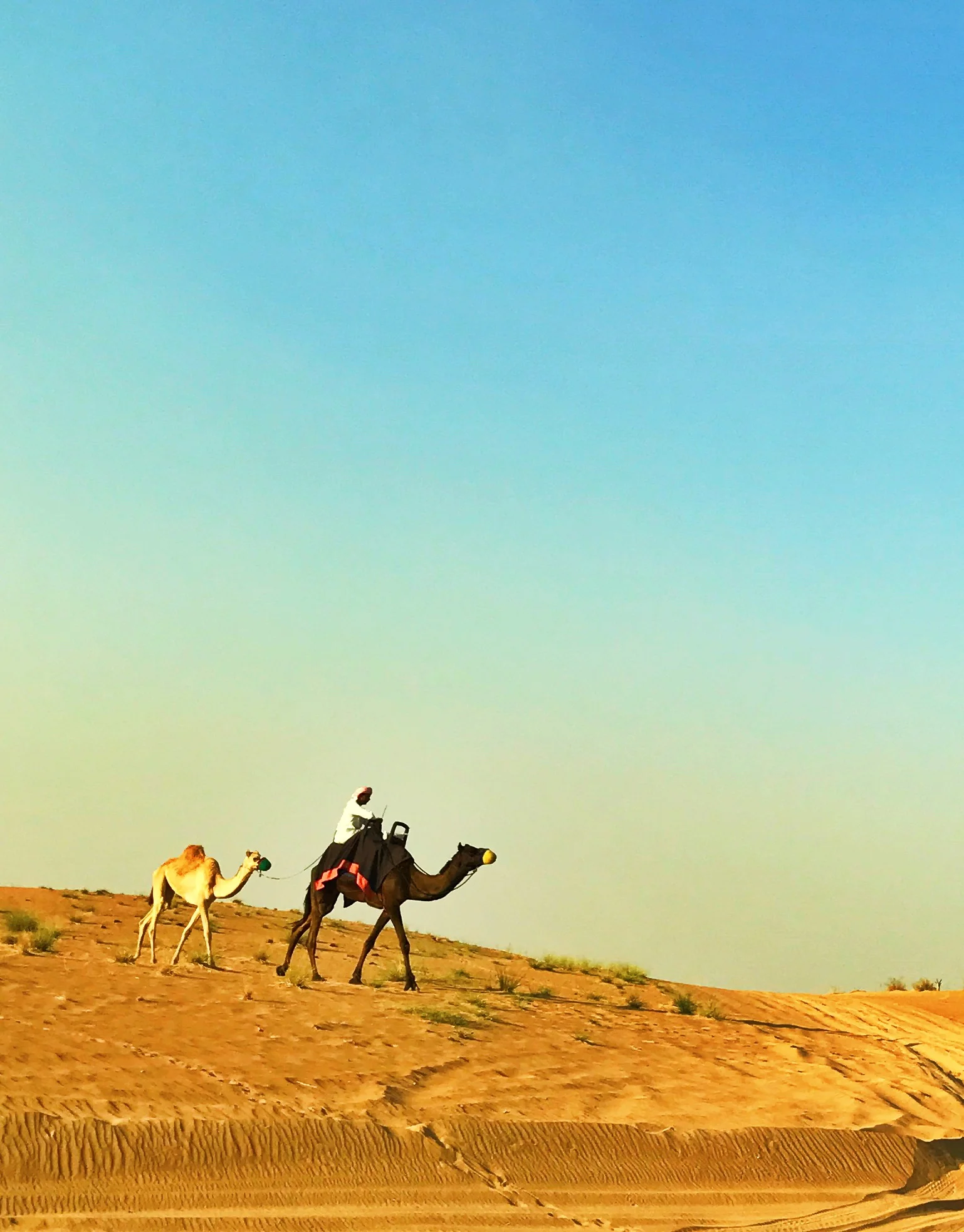 dubai desert camel.JPG