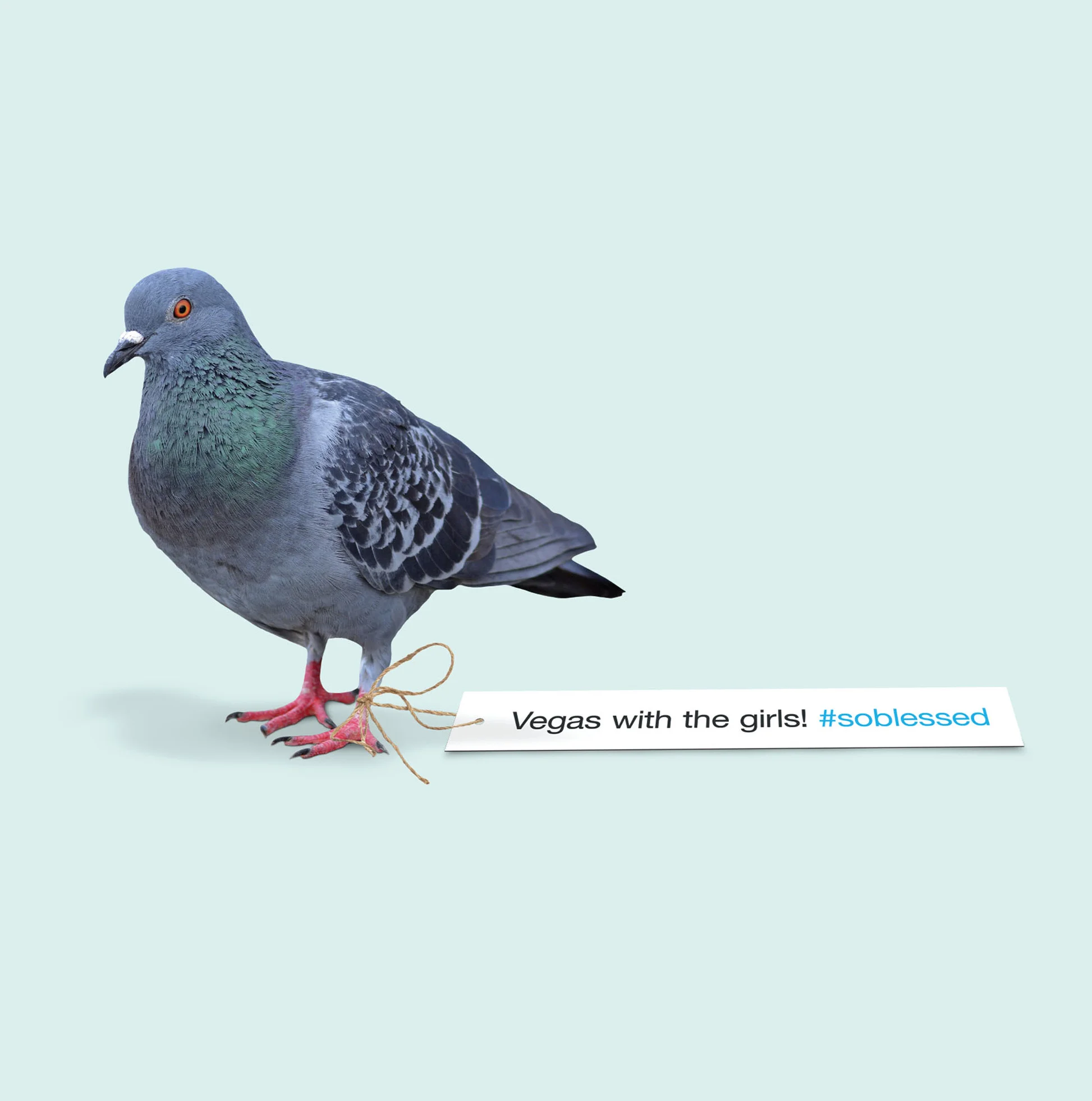FB_spectacular_twitterbirdthumbnail.jpg