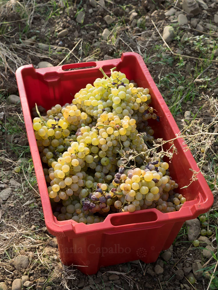 Hand-picked grapes at harvest