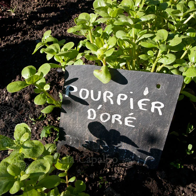 Purslane in France