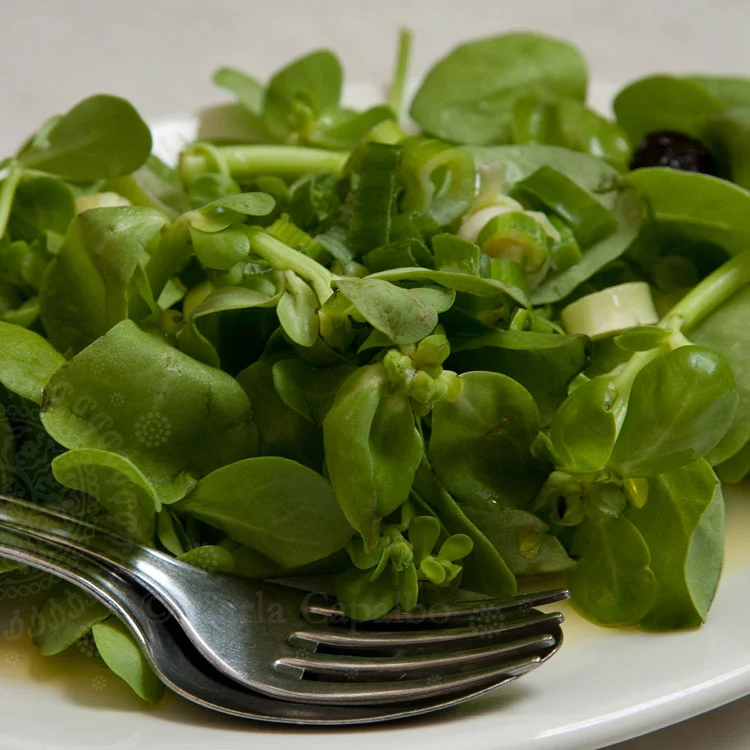A Greek purslane salad