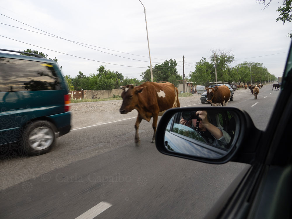 Cows on the road