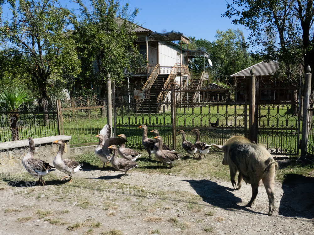 A sow pushes the geese aside as she calls out to be let in