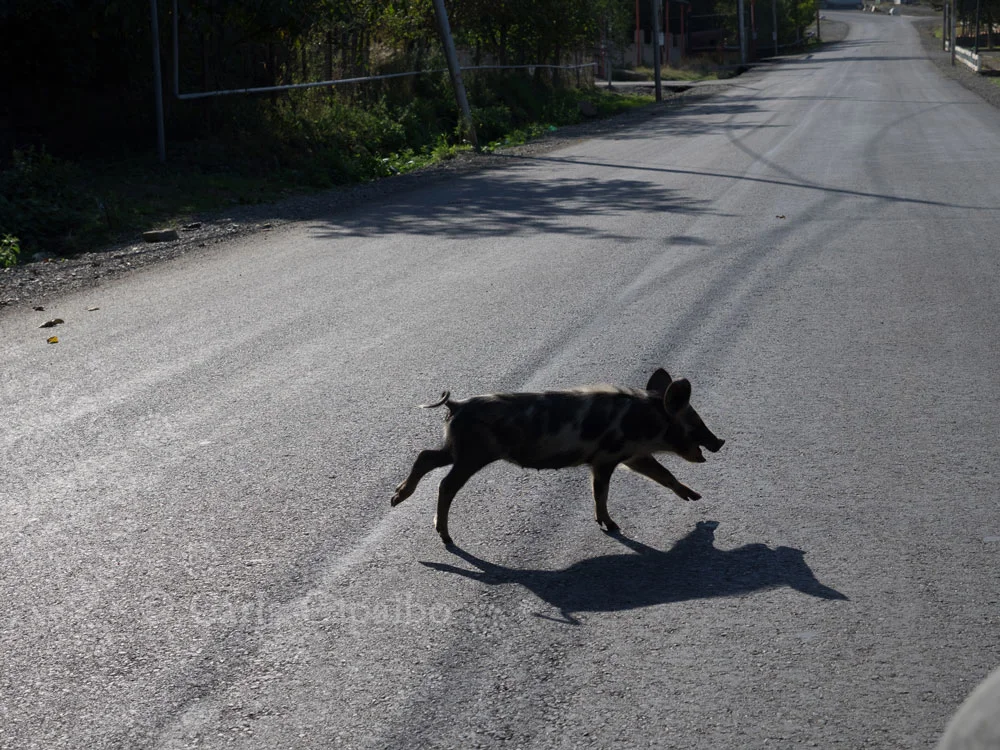 The first piglet