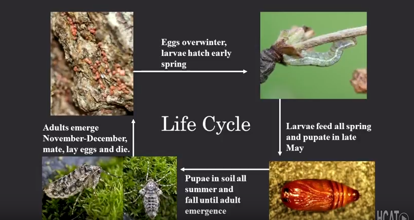 Winter Moths and Gypsy Moths