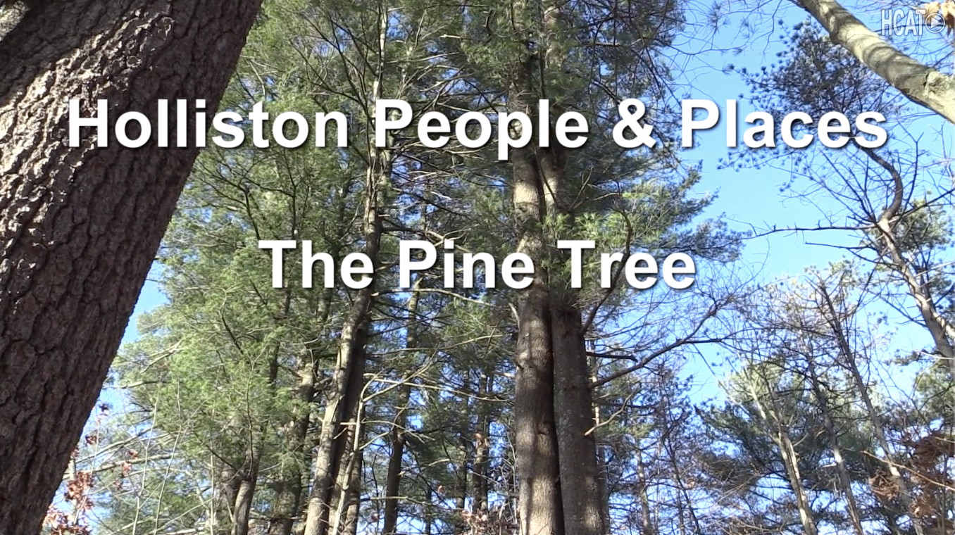 Holliston People &amp; Places: The Pine Tree