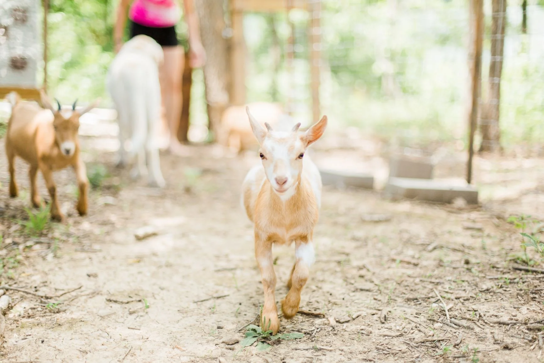 animals6.jpg