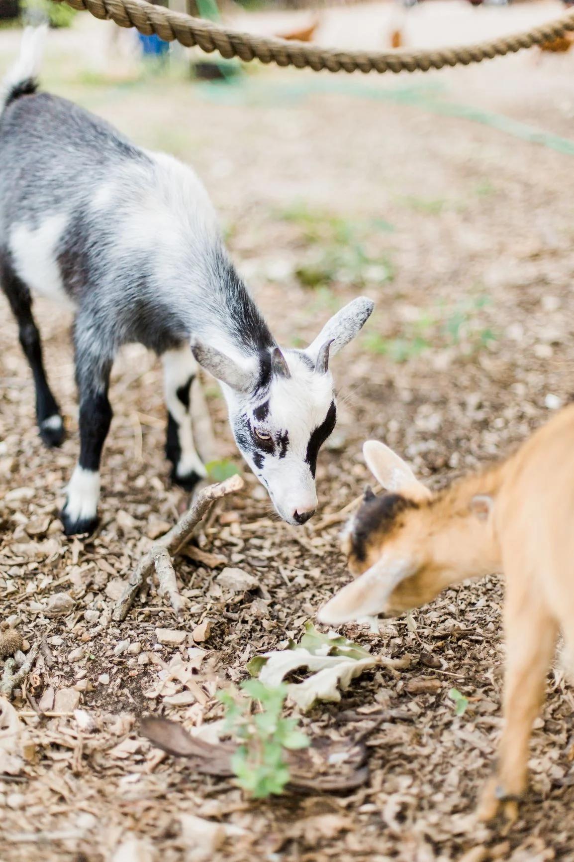 animals14.jpg