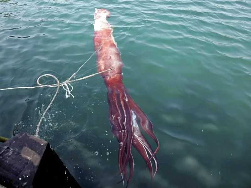 giant_squid.jpg
