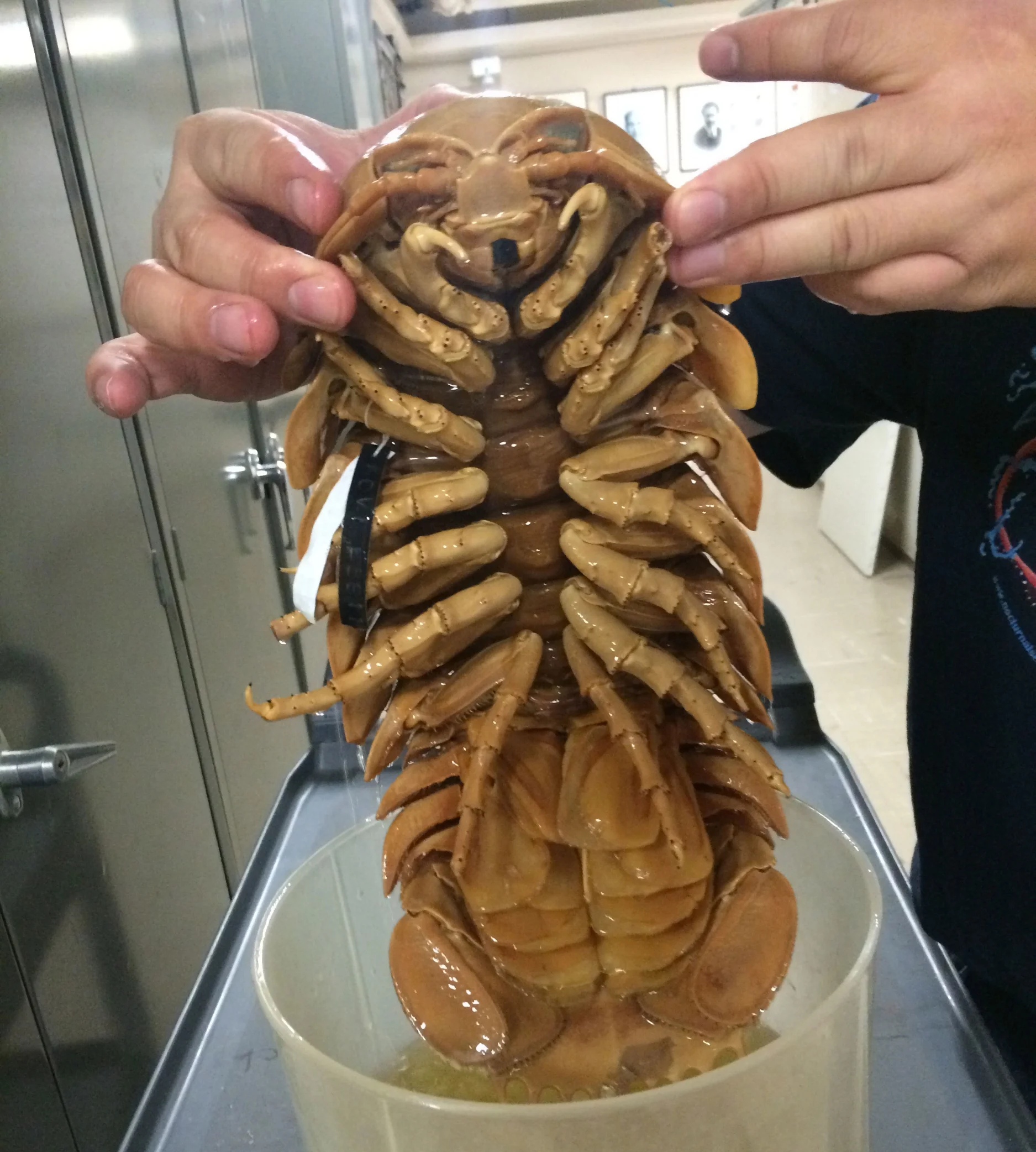 bathynomus_00.jpg