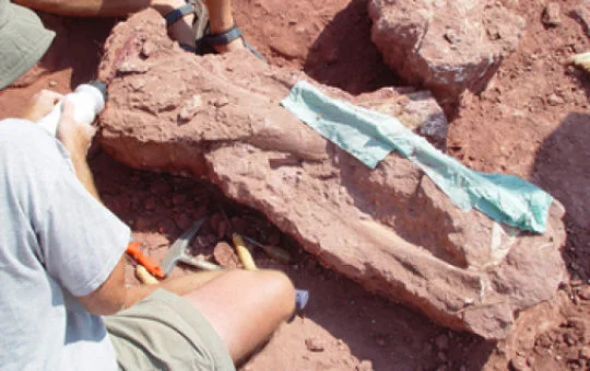 Excavation of Shingopana songwensis showing ribs and other bones being prepared for plaster-jacketing. Credit: Nancy Stevens