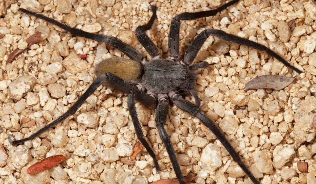 spider_2.jpg