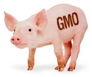 gmo-pig.jpg