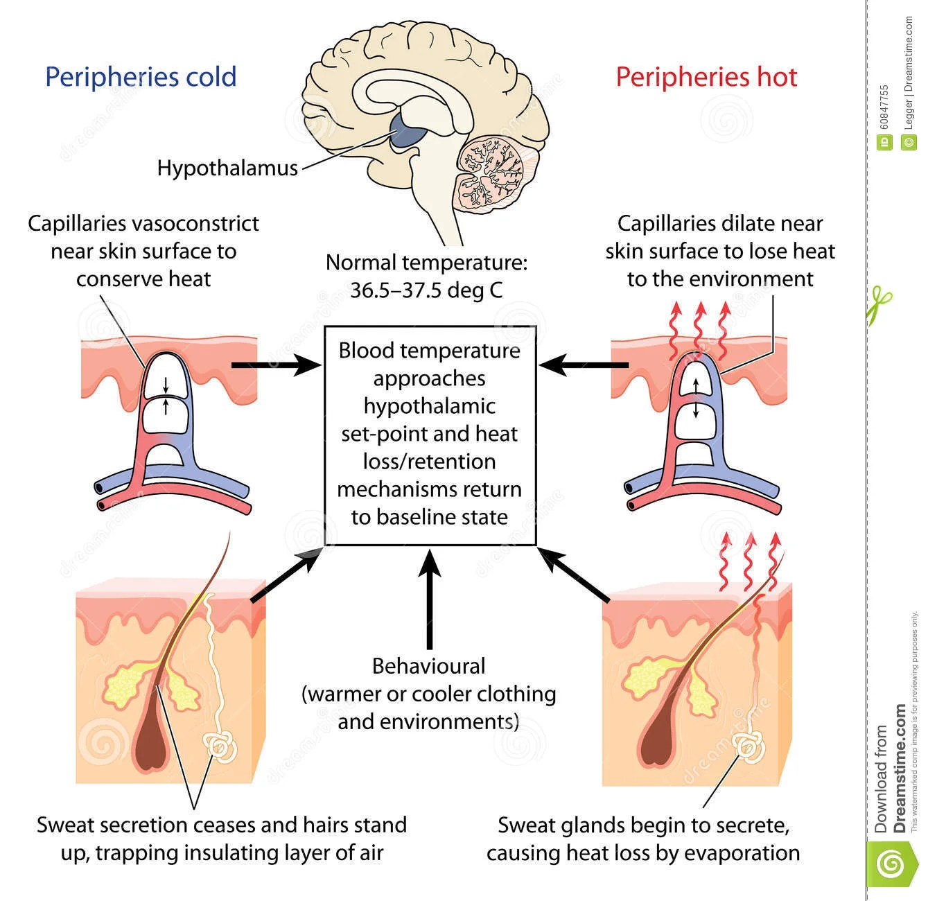 control-body-temperature-hypothalamus-causing-constriction-dilation-skin-capillaries-sweat-production-created-60847755.jpg