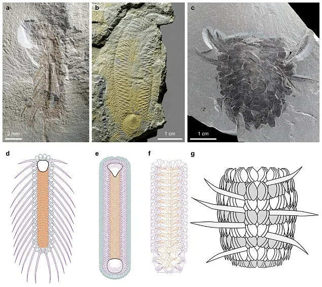 Nanjing Institute of Geology and Palaeontology. Shell-armoured creatures, sclerite-covered taxa, discovered in Chengjiang, Yunnan fossil site. A, b, f, and g are the two new specimens.