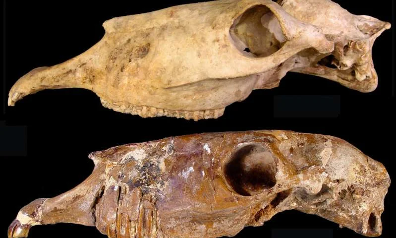 Two skulls of the new genus Haringtonhippus&nbsp;from Nevada (upper) and Texas (lower). Credit: Eric Scott