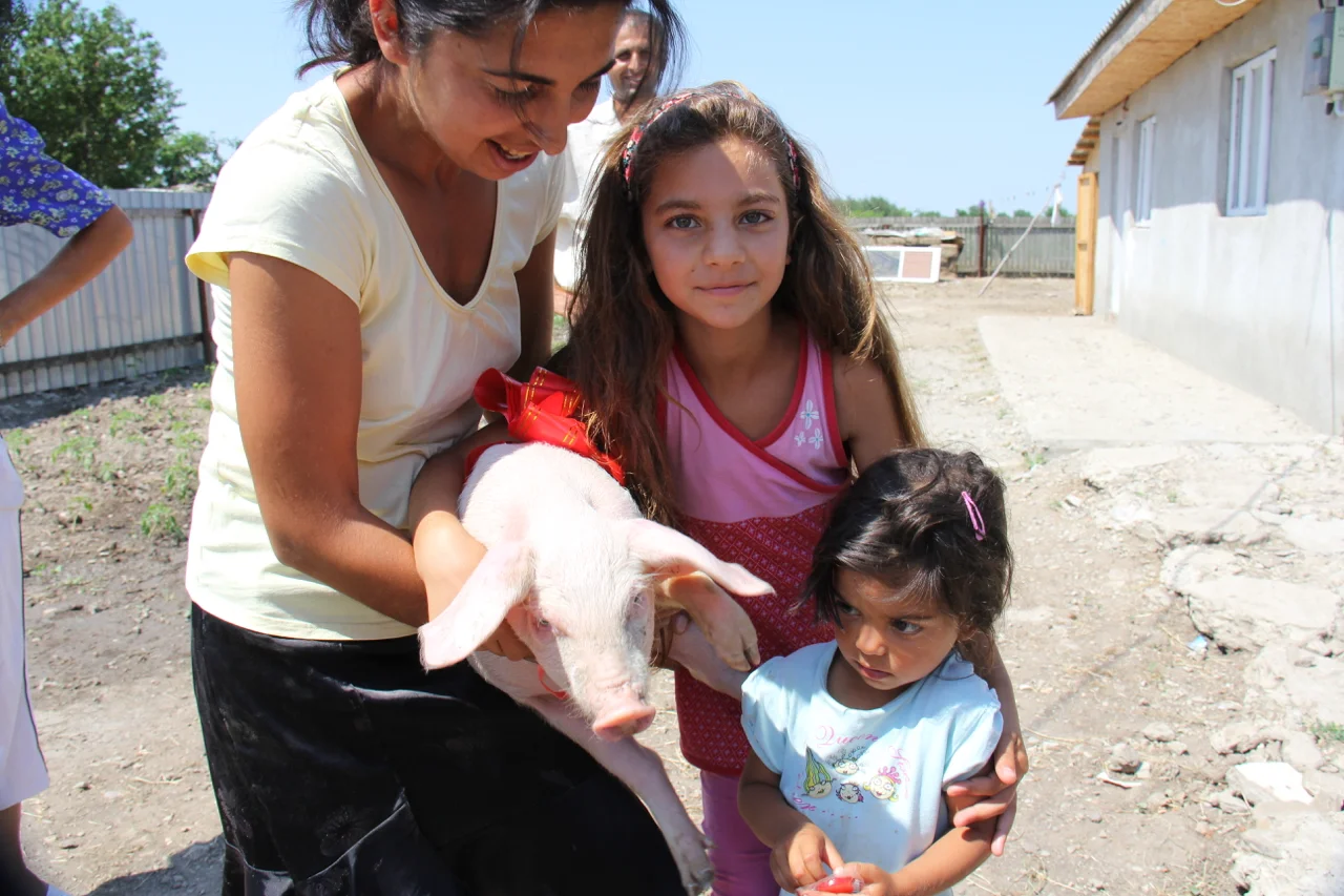 Pigs (Guatemala only)