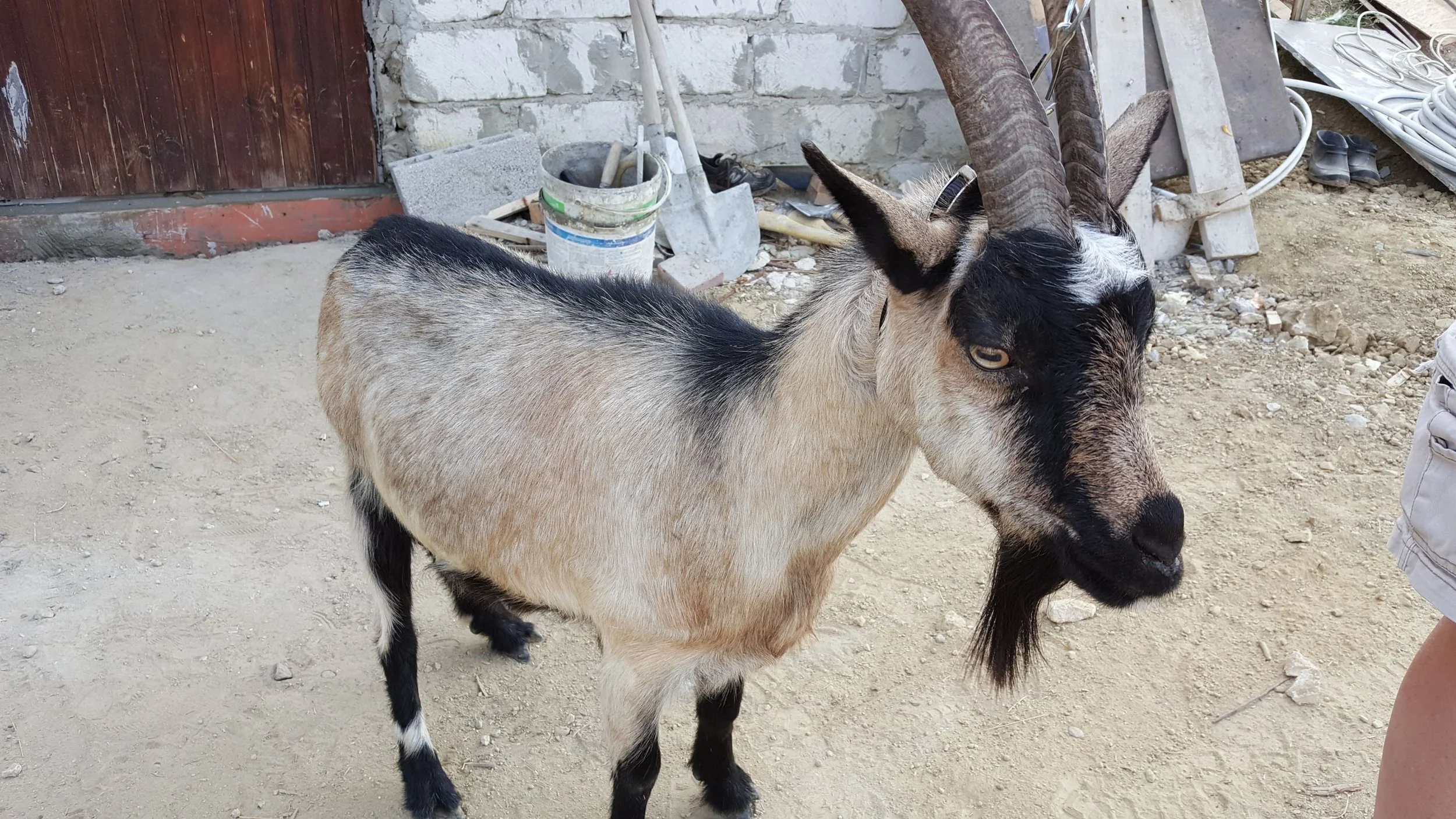 Goat - Moldova 2015.jpeg