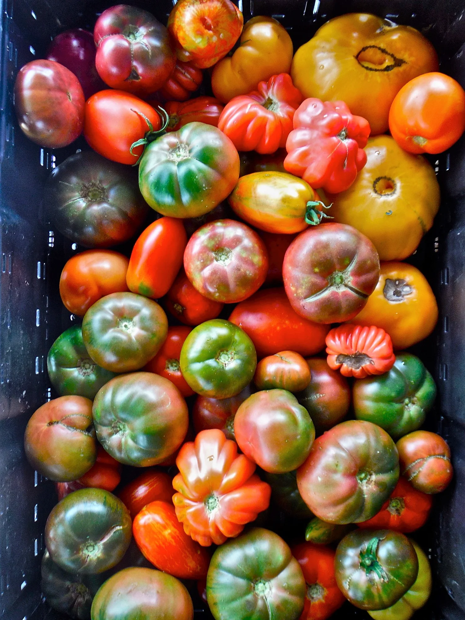 Backyard Harvest