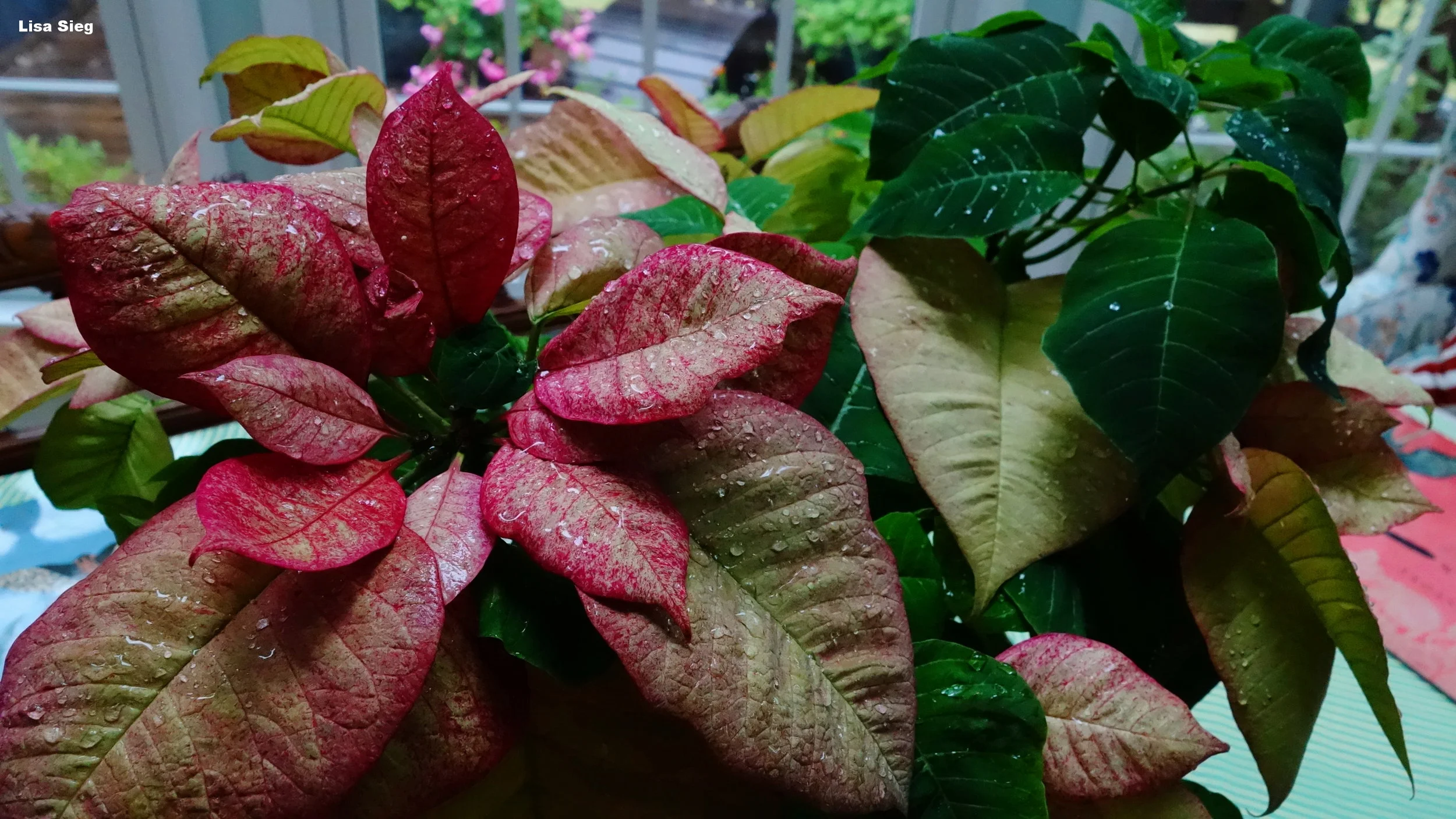 Poinsettia Punch