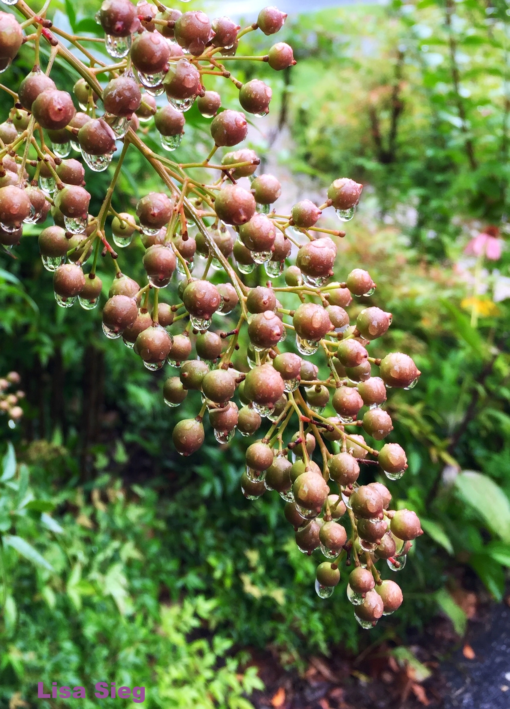 September Rain