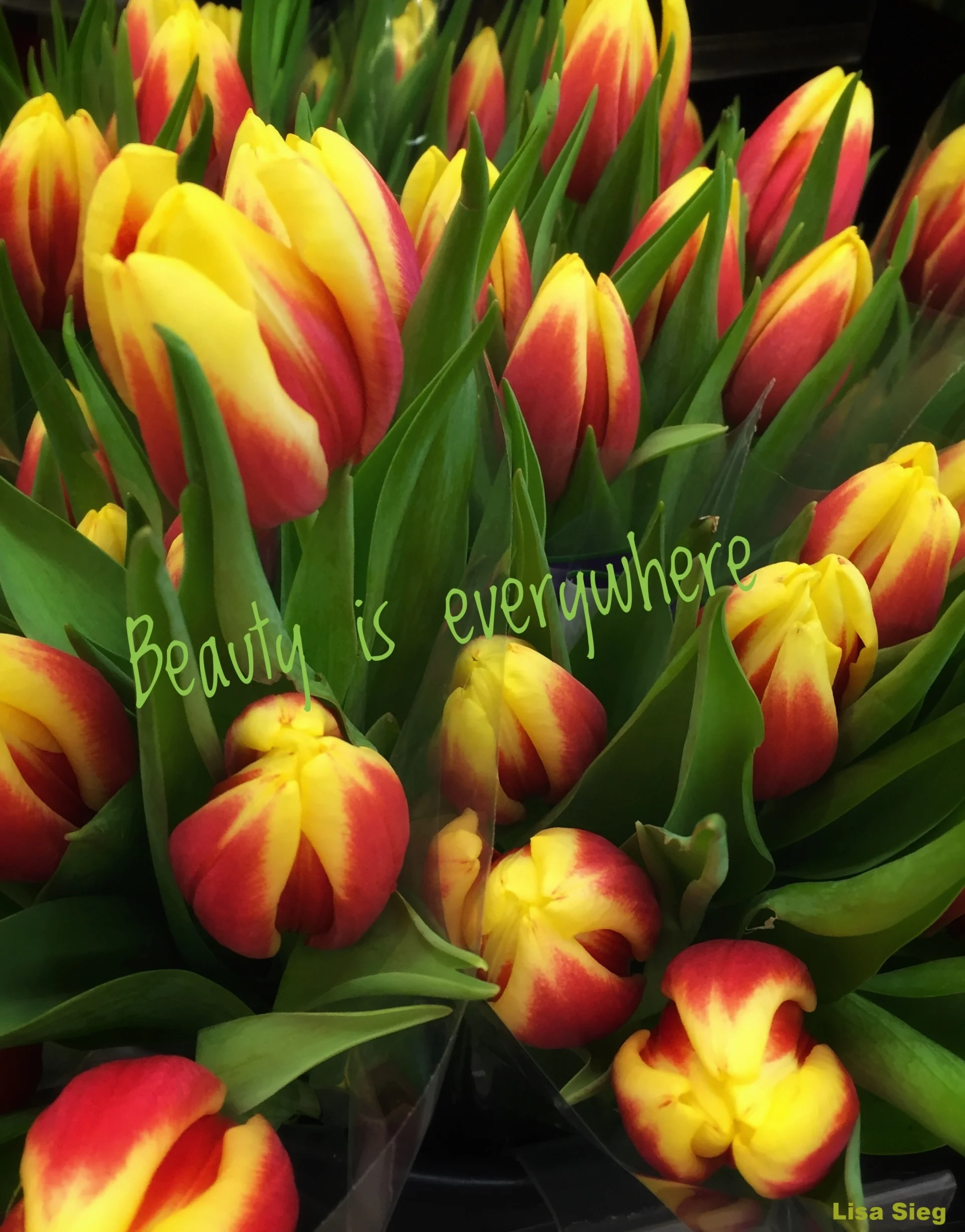 Beauty is Everywhere