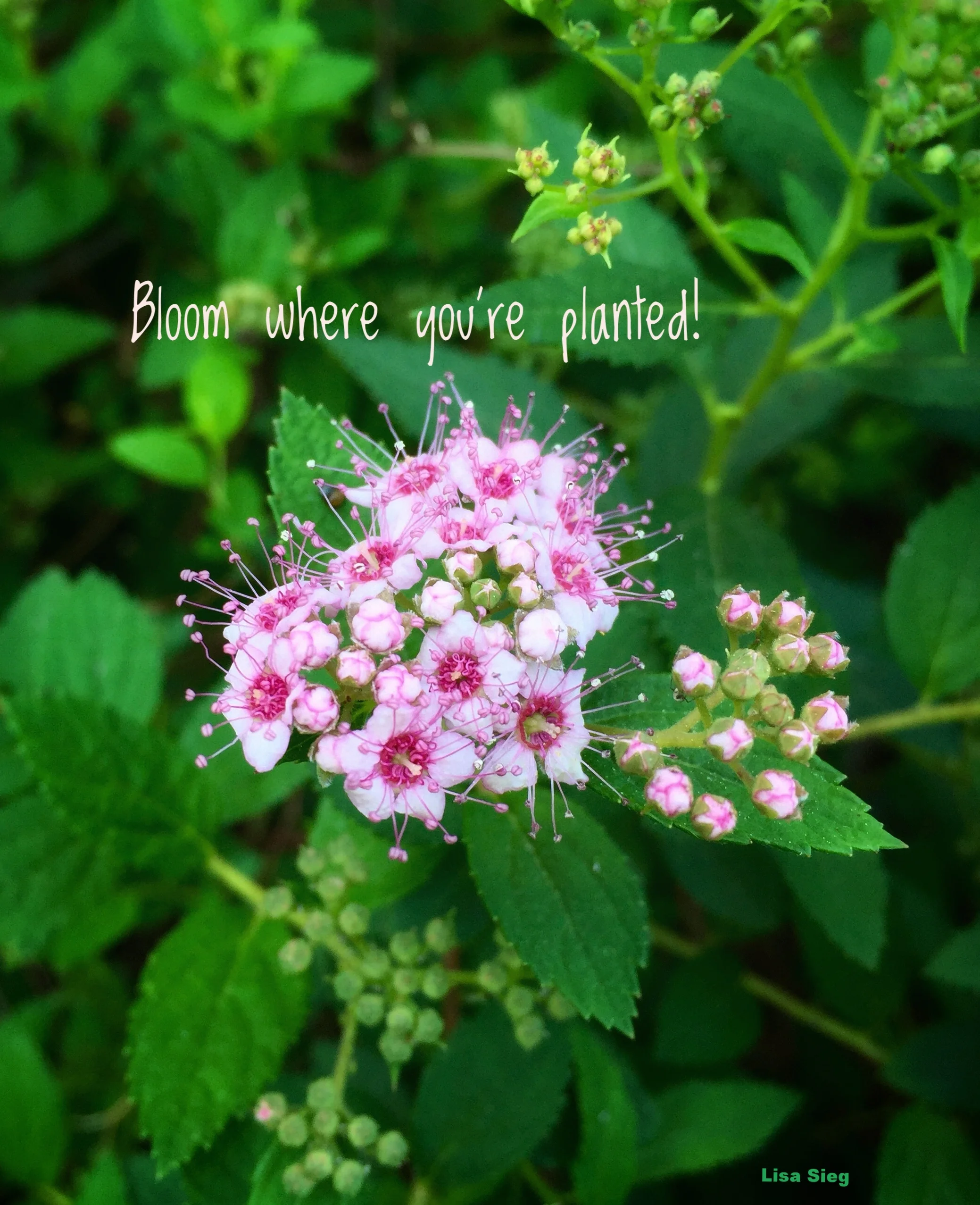 Spirea Little Princess