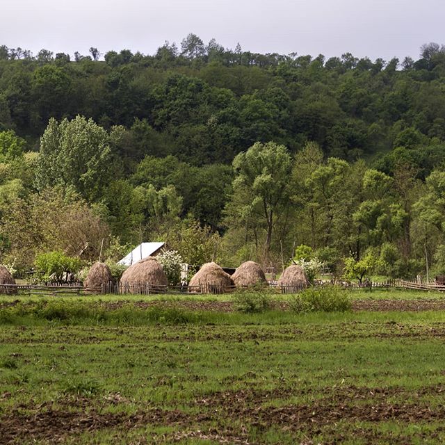 One of my favorite parts of traveling through Romania were the unique haystacks.  You will not find a haystack crafted in this way anywhere else in the world!
.
.
.
It is incredibly important that each haystack be constructed perfectly, as it holds f