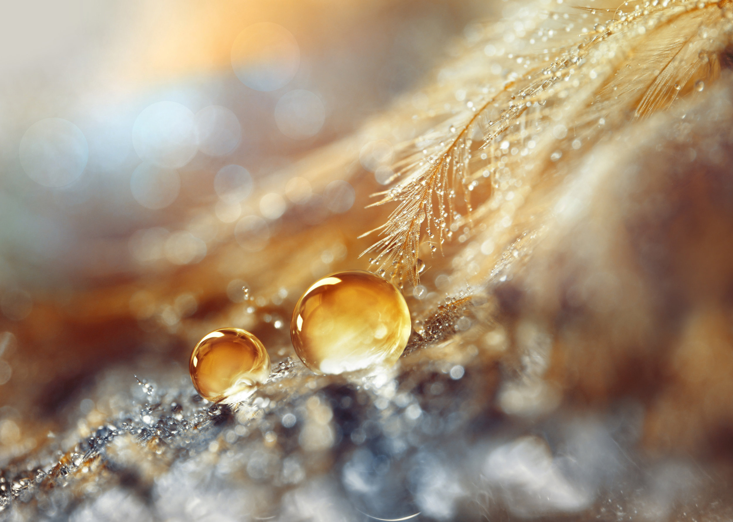 Adropsofwaterdewonafluffyfeatherclose-upmacrowithsparklingbokehongoldenblurredbackground.Abstractelegantbrightmagicalart.jpg