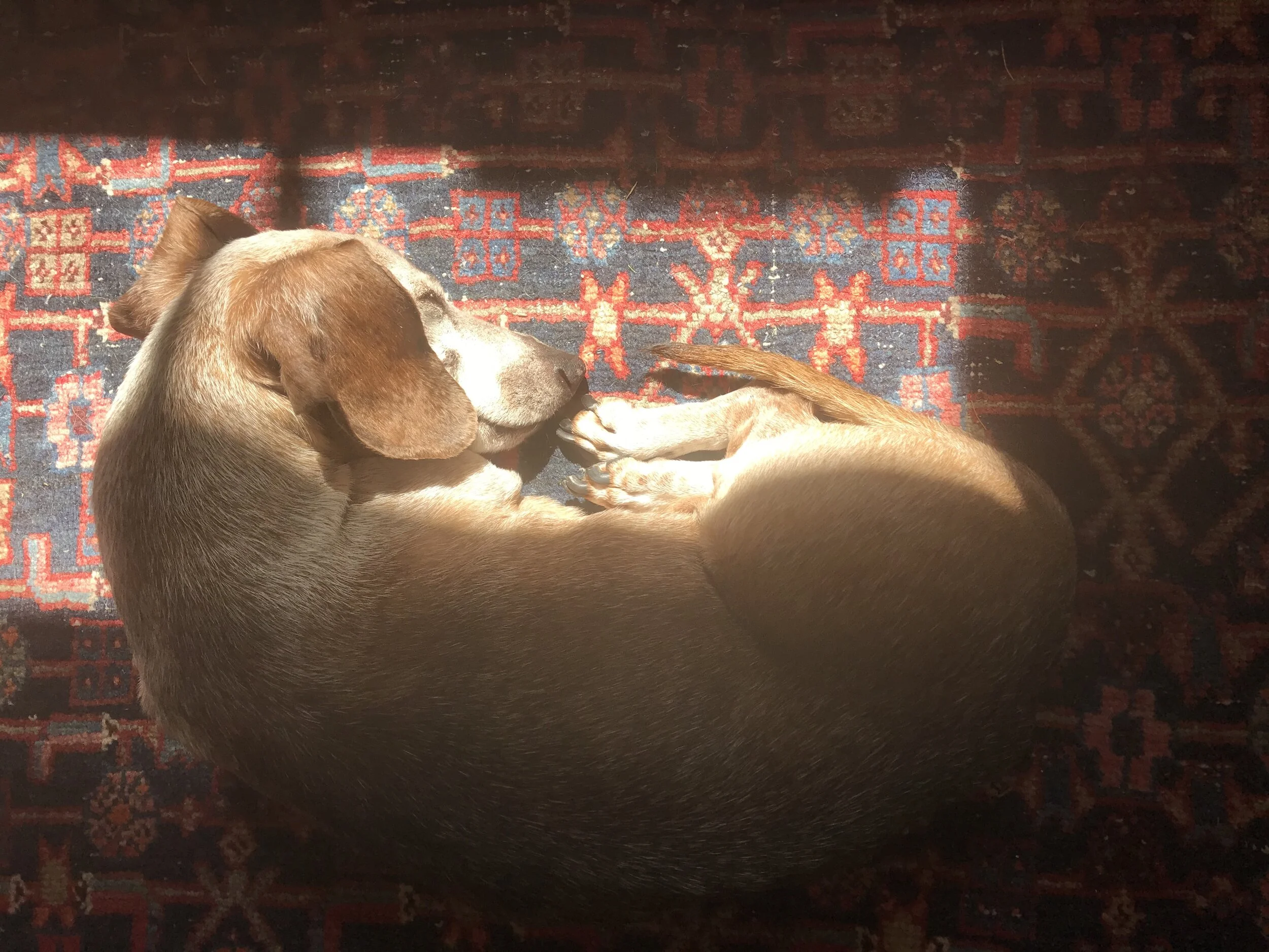 Lessons from a Dog's Life
