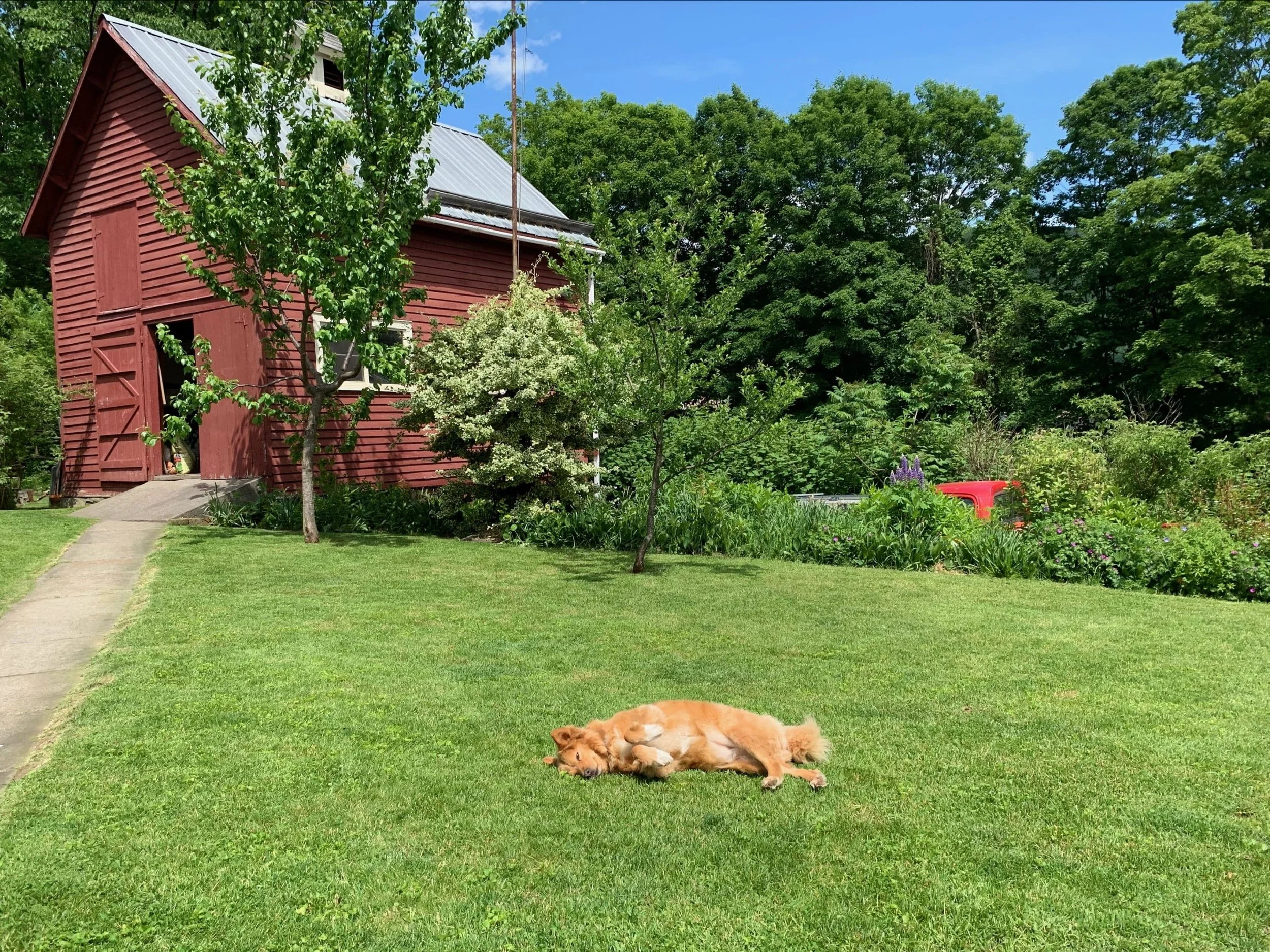 let-sleeping-dogs-lie.jpg