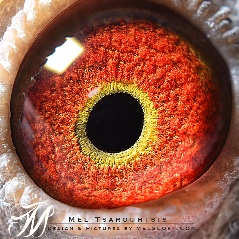 eye of daniel.jpg