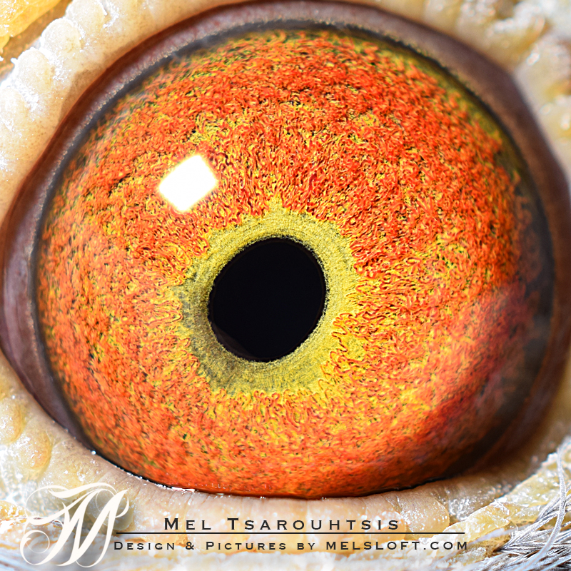 eye of 78 mtfl 2016.jpg