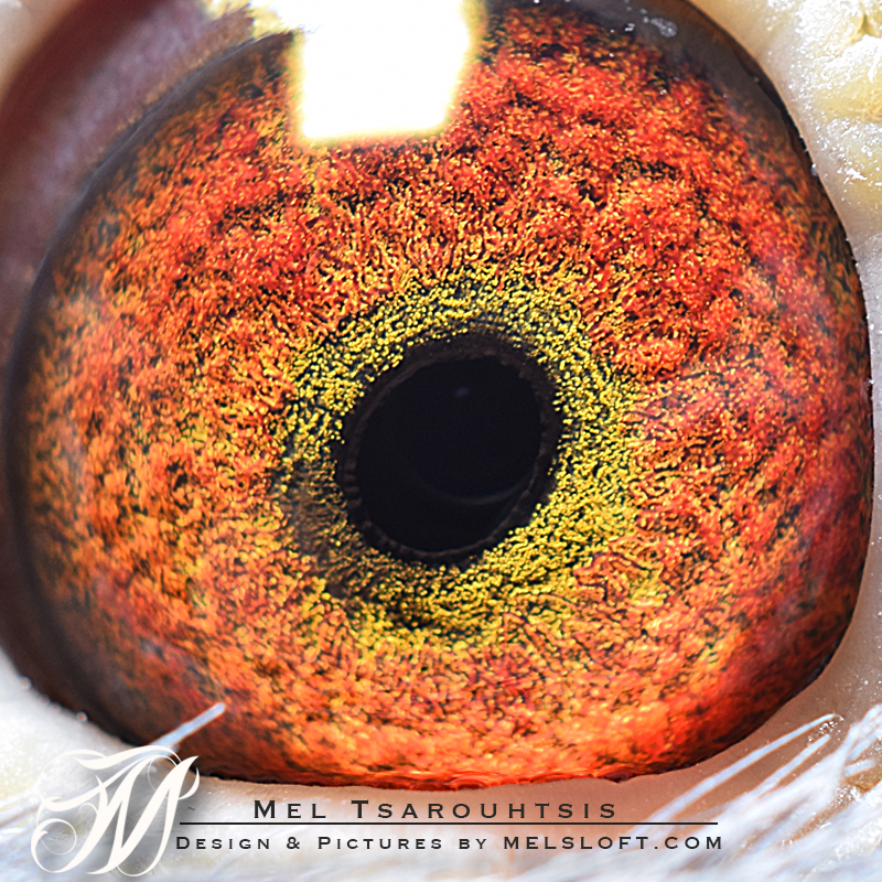 eye of leps magna 2.jpg