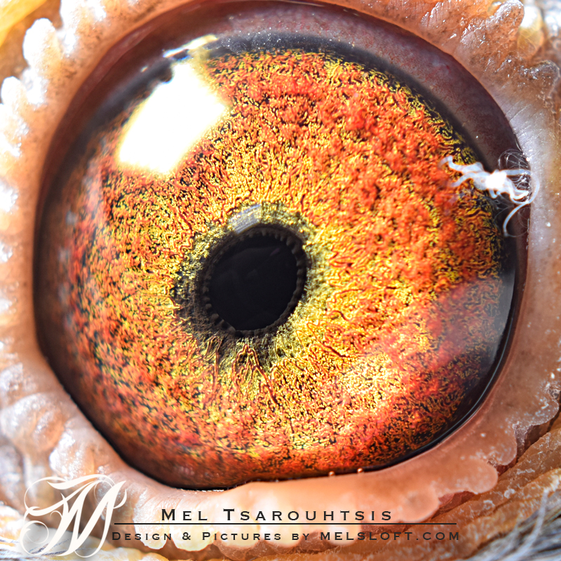 eye of mtfl 57.jpg