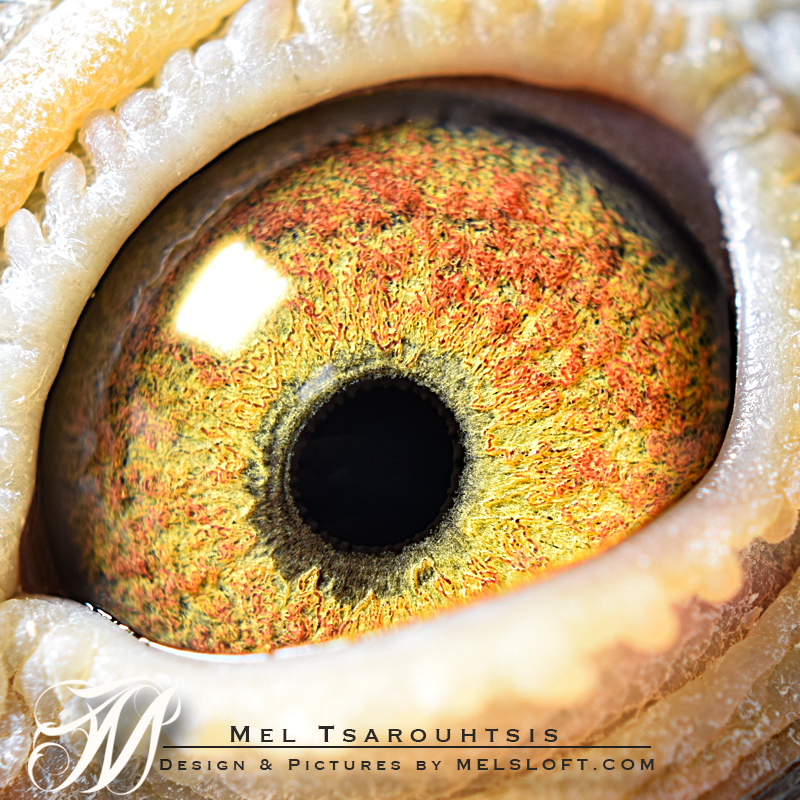 eye of mtfl 66.jpg