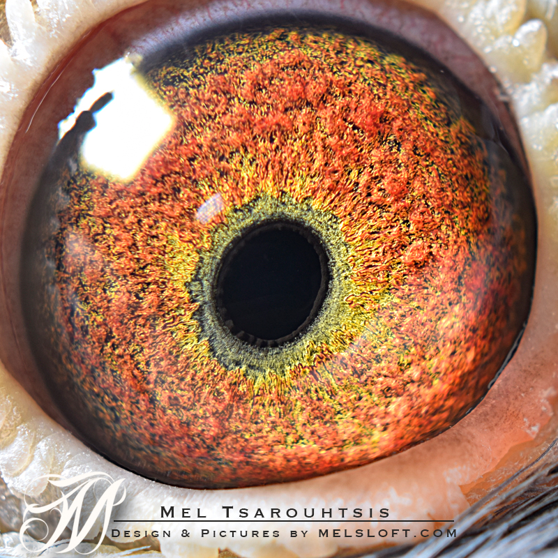 eye of mtfl 75.jpg