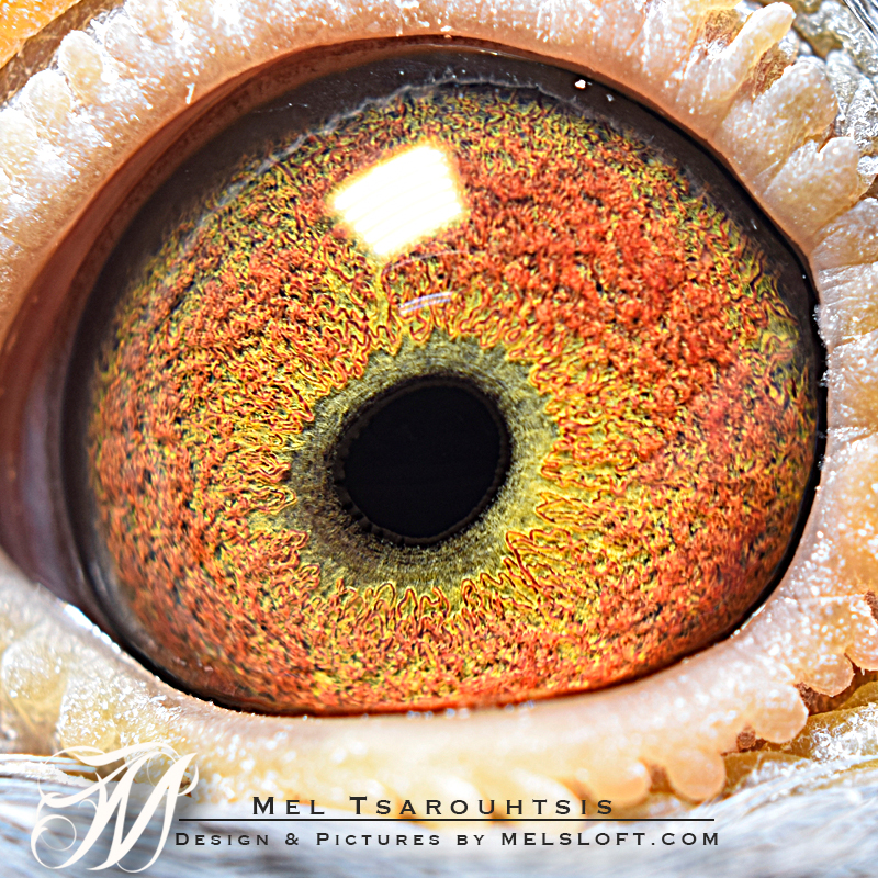 eye of mtfl 73.jpg