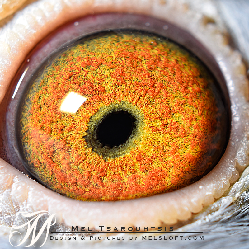 eye of mtfl 77.jpg