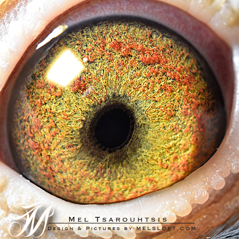 eye of mtfl 79.jpg