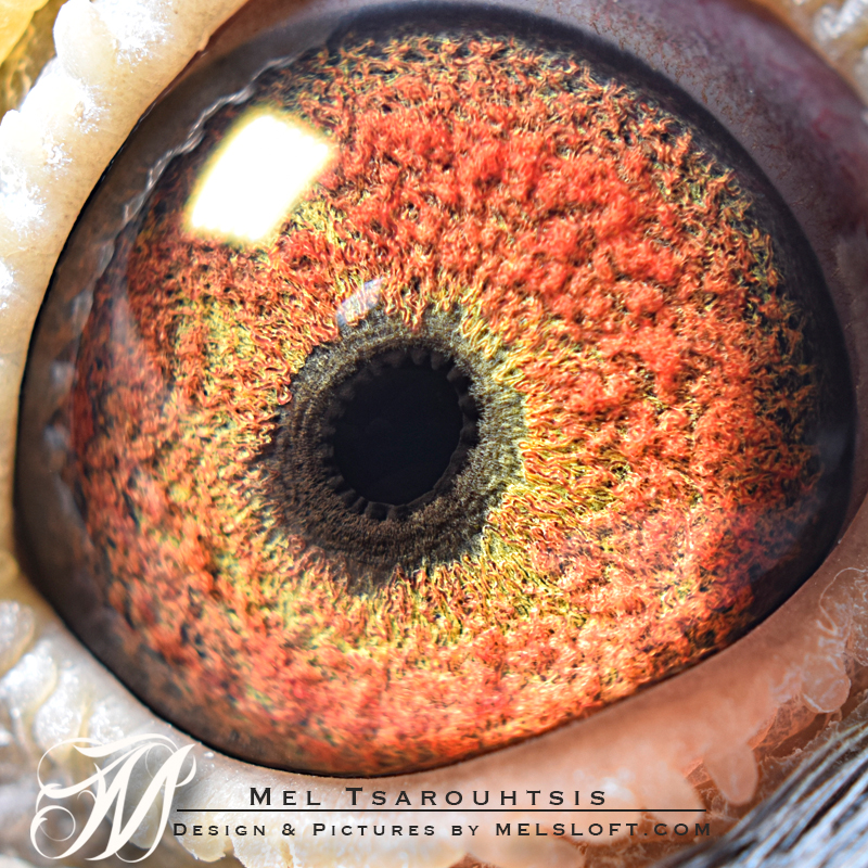 eye of mtfl 84 hen.jpg