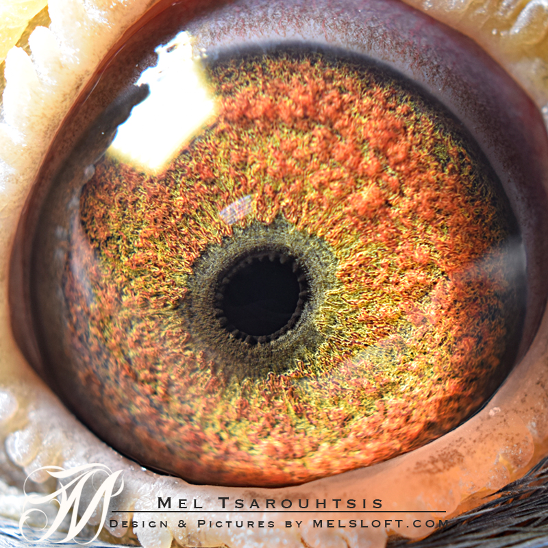 eye of mtfl 85.jpg