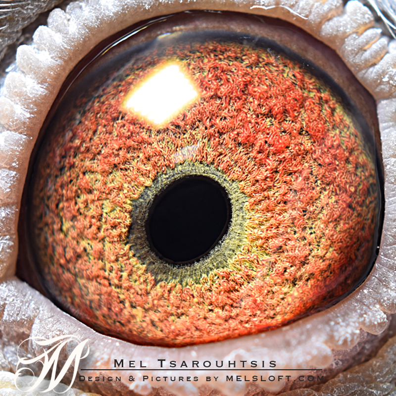 eye of mtfl 86 LC.jpg