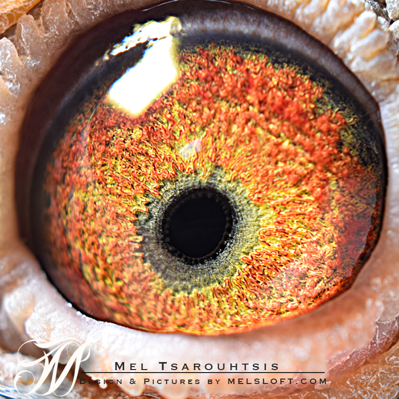 eye of mtfl 89.jpg