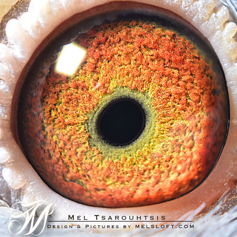 eye of mtfl 91.jpg