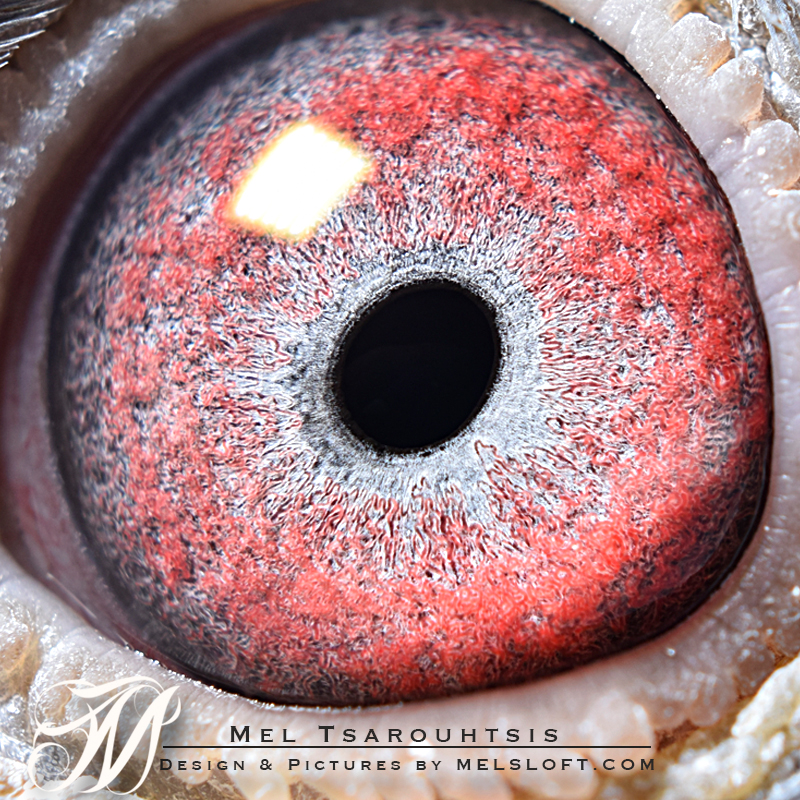 eye of mtfl 93 LC.jpg