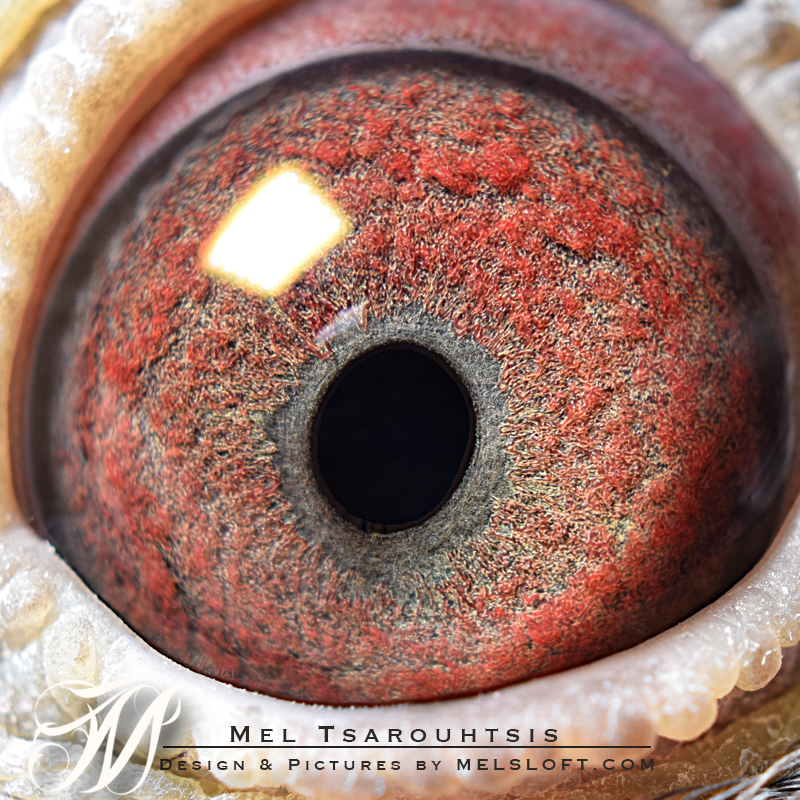 eye of mtfl 93782 LC FS.jpg