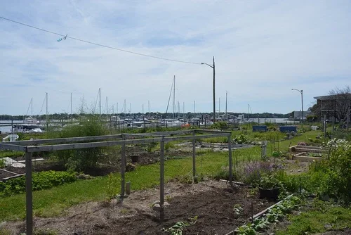 Palmer Cove Park Renovation