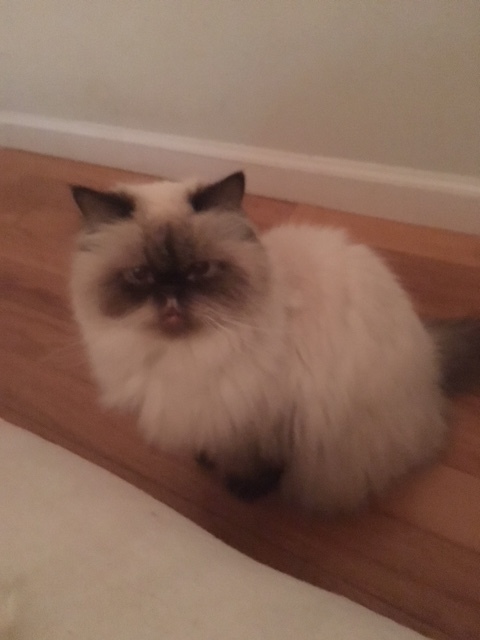 Rescue Kitty: Romeo