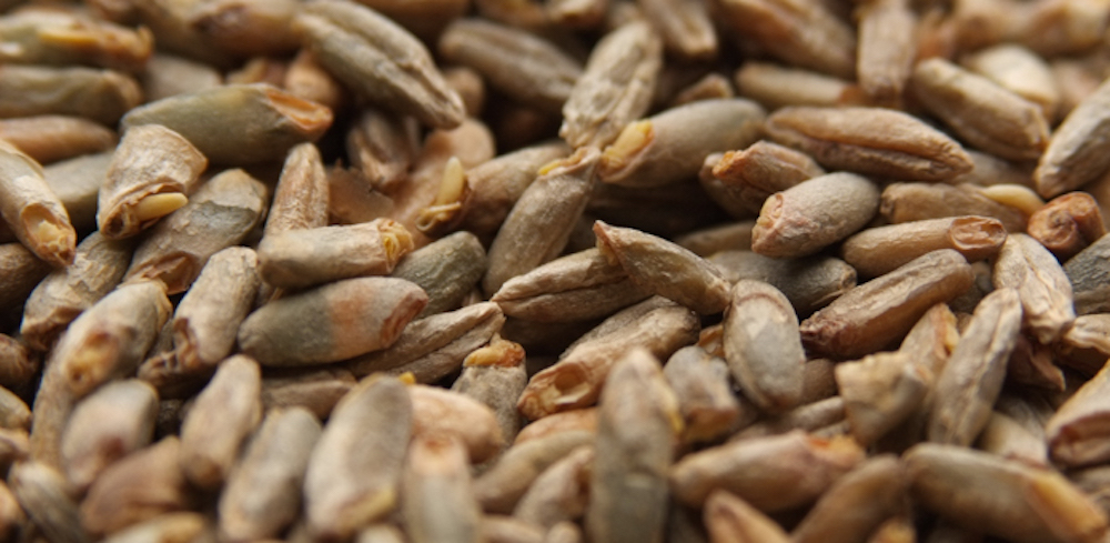 0001363_weyermann-rye-malt.jpeg